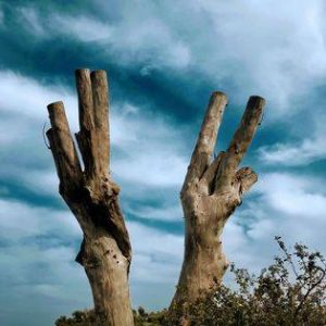 גזעי עצים - דימוי לעזרה לפוסט טראומה